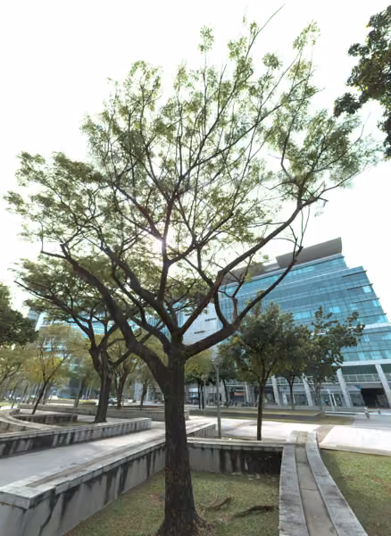 tree photo