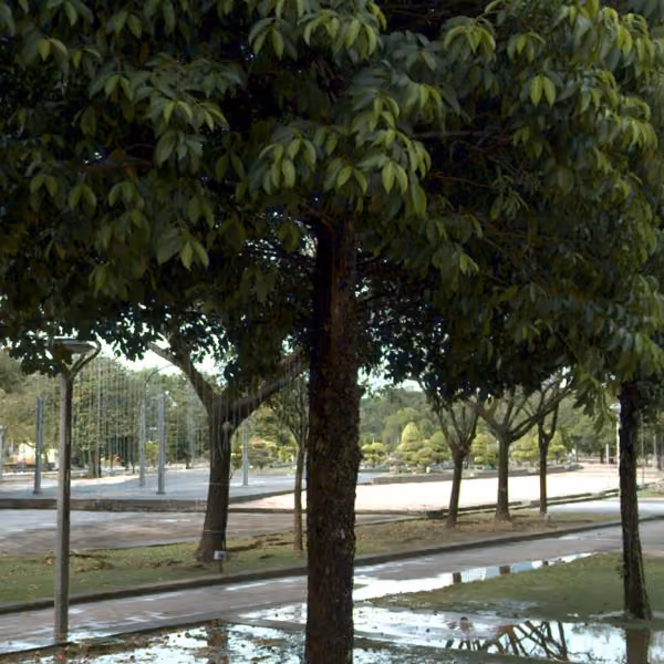 tree photo