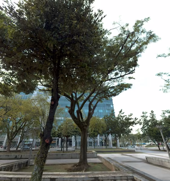 tree photo