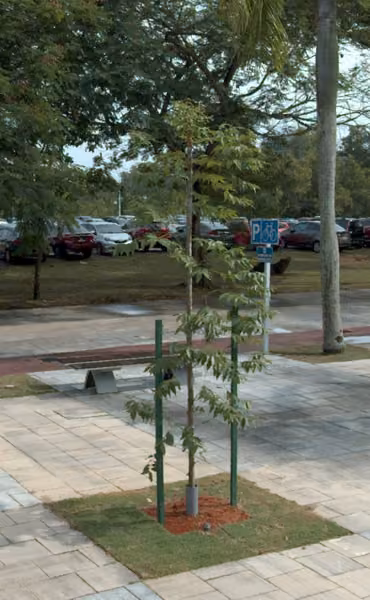 tree photo