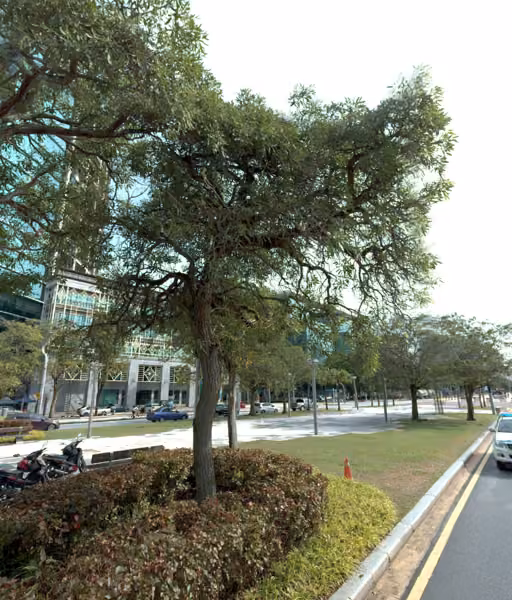 tree photo