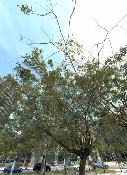 tree photo
