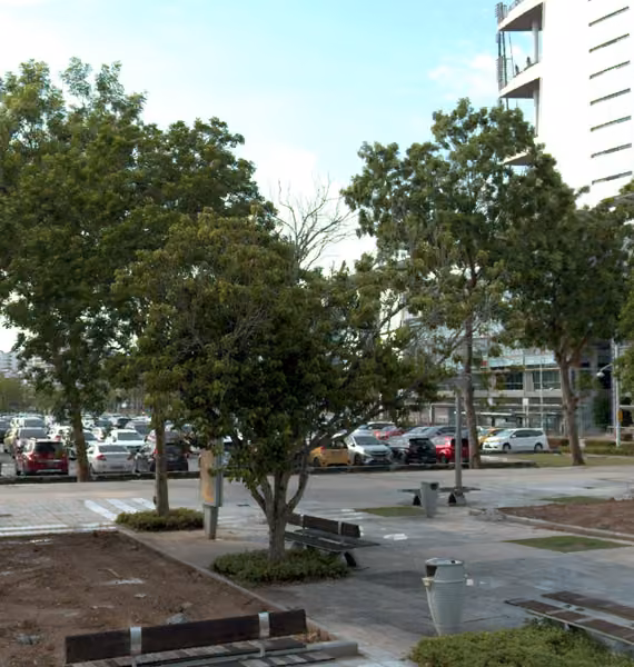 tree photo