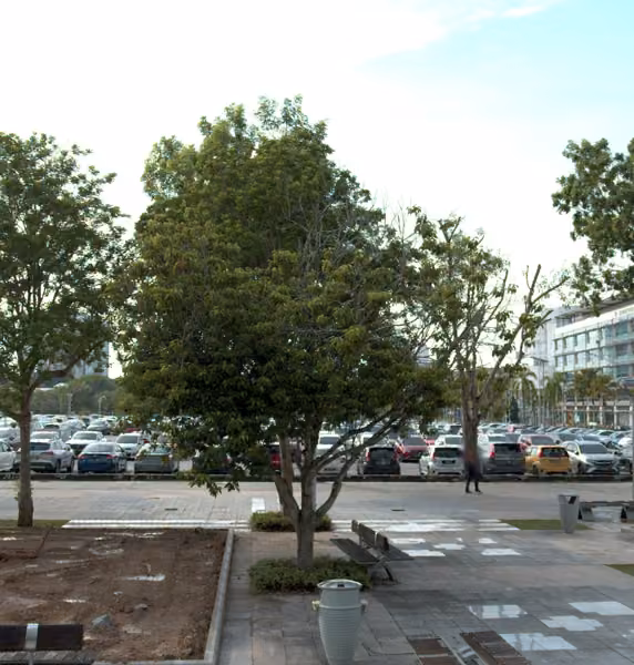 tree photo