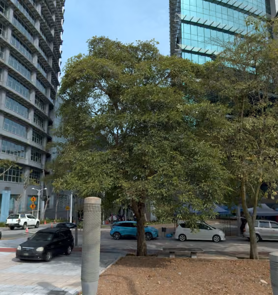 tree photo