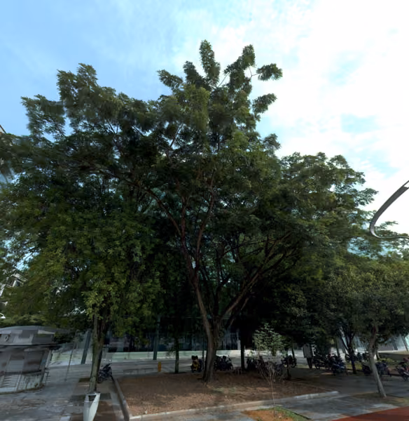 tree photo