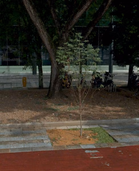 tree photo