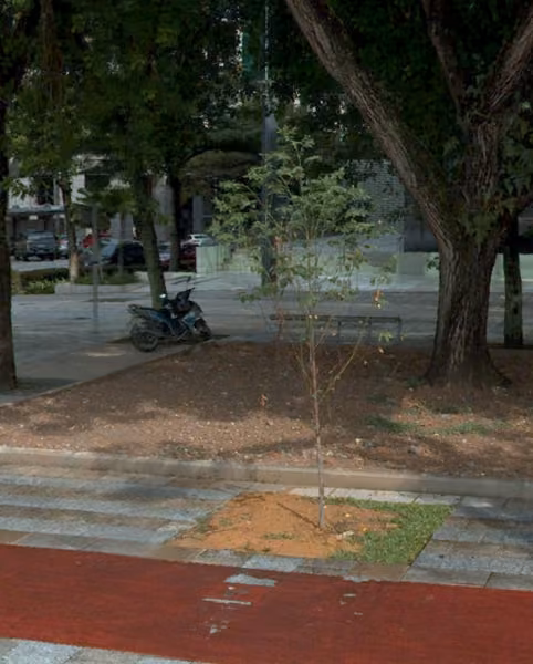 tree photo