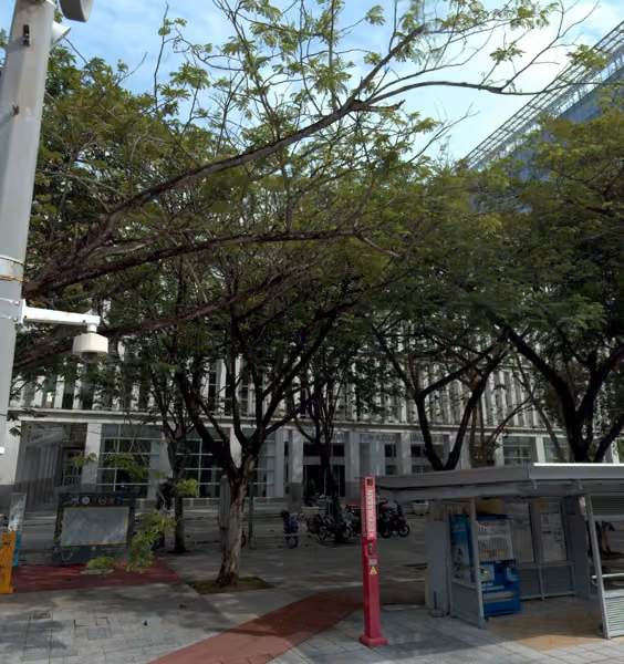 tree photo