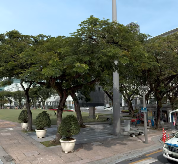tree photo