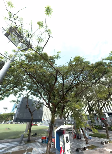 tree photo