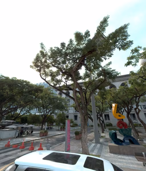 tree photo