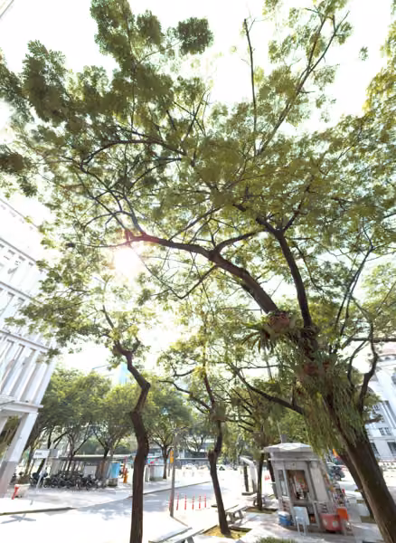 tree photo