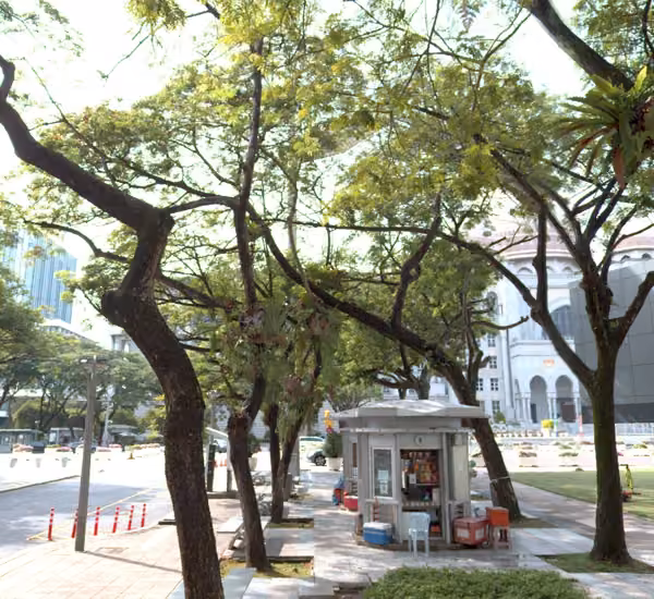 tree photo