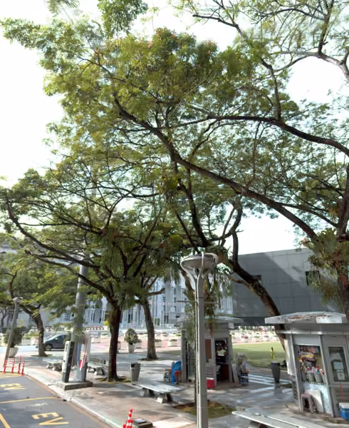 tree photo