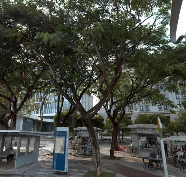 tree photo