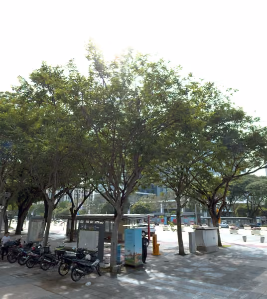 tree photo
