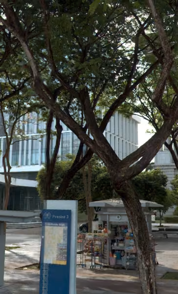 tree photo