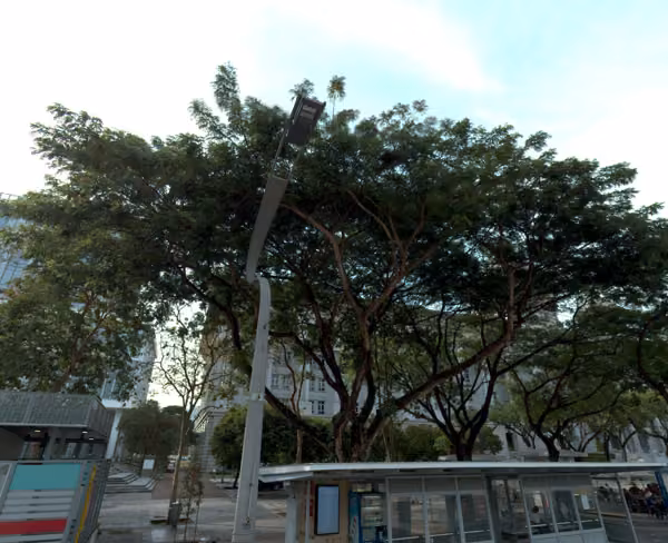 tree photo