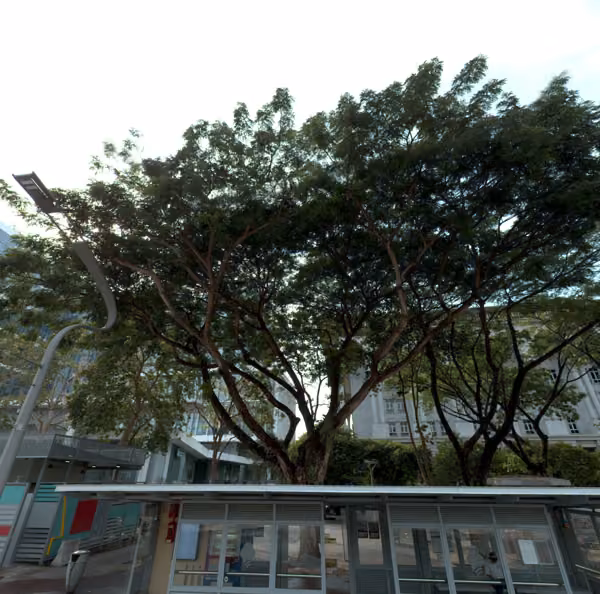 tree photo