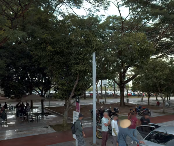 tree photo