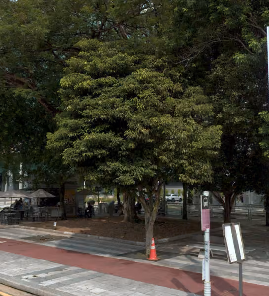 tree photo