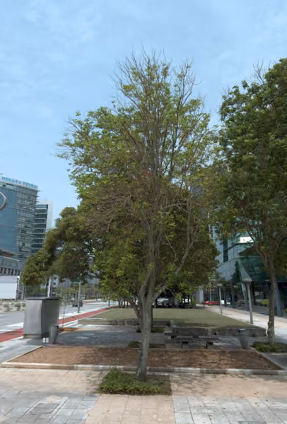 tree photo