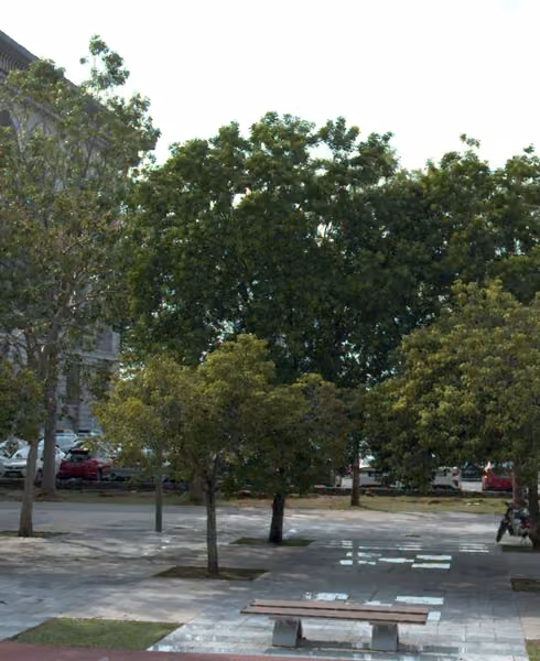 tree photo