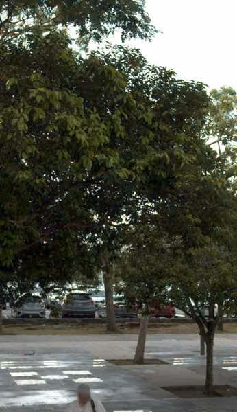 tree photo
