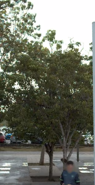 tree photo