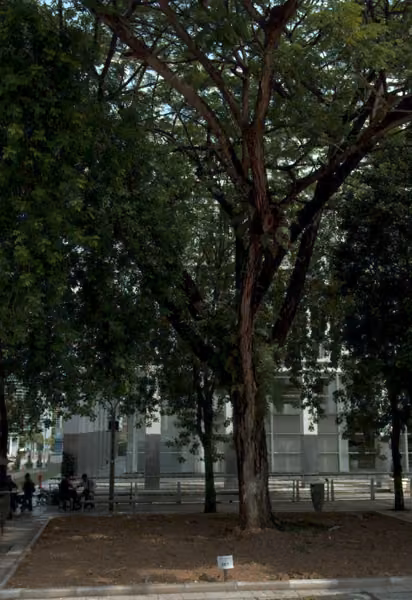 tree photo