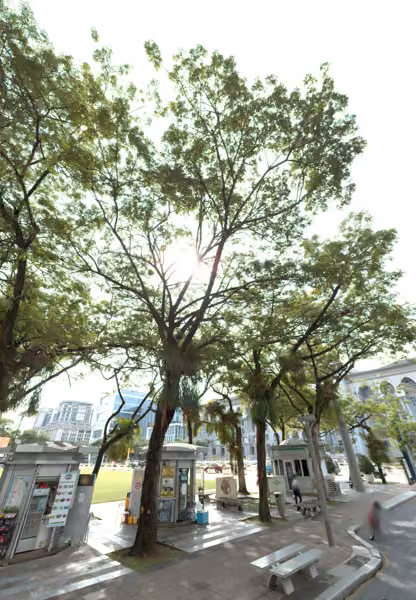 tree photo
