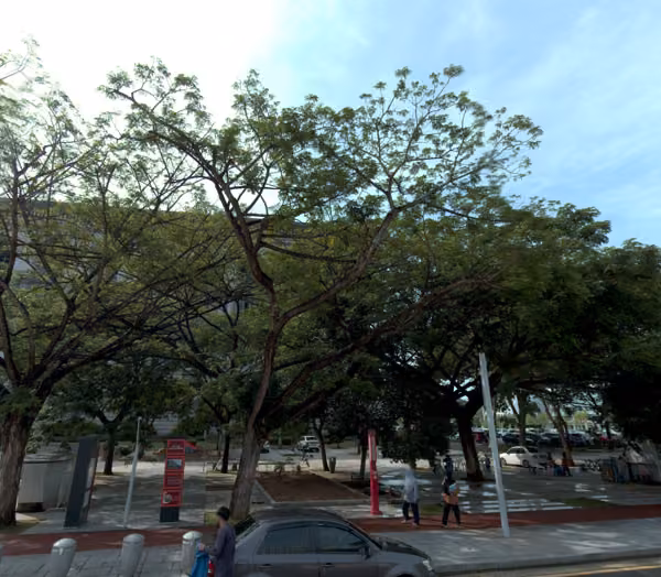 tree photo