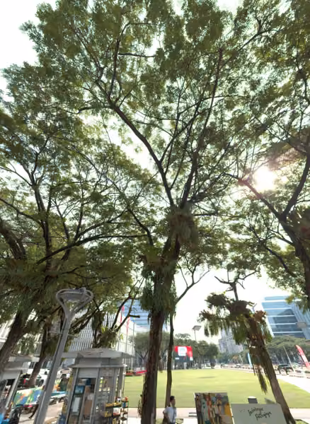 tree photo