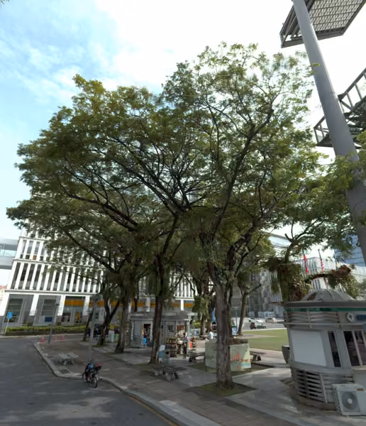 tree photo