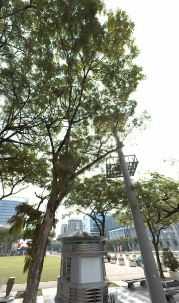 tree photo
