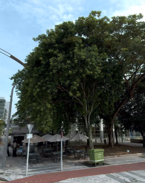 tree photo