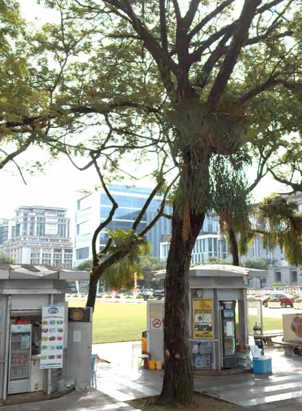tree photo