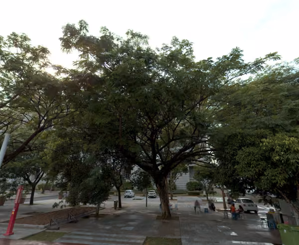 tree photo