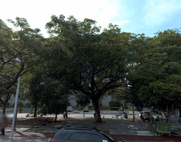 tree photo