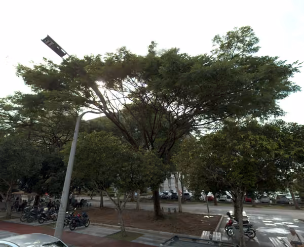 tree photo