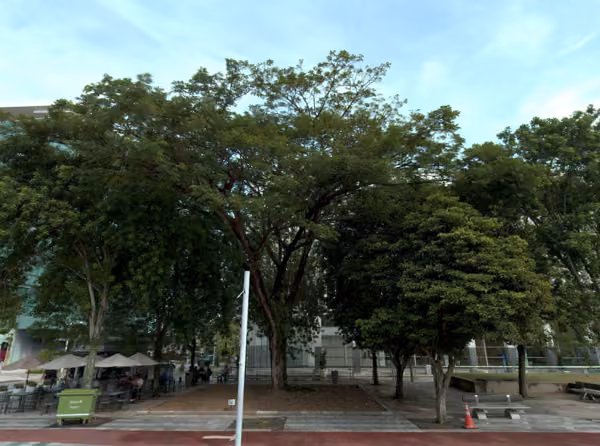 tree photo