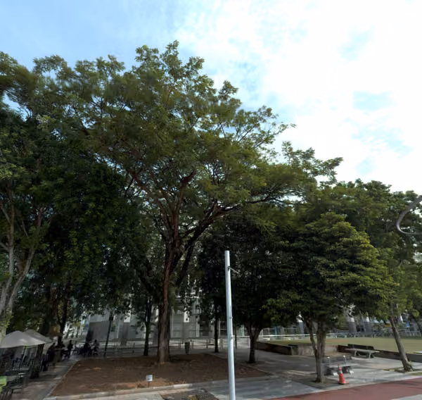 tree photo