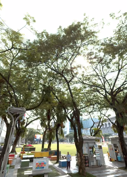 tree photo