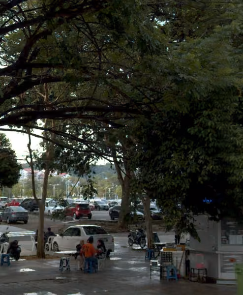 tree photo