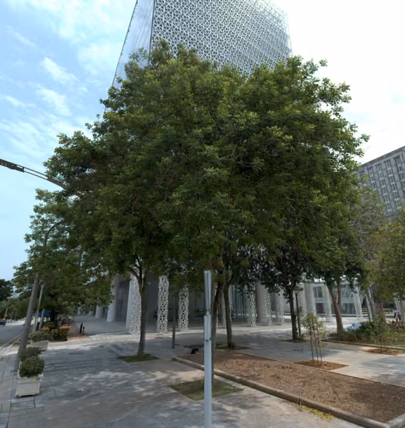 tree photo