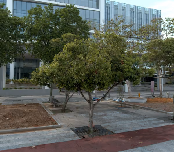 tree photo