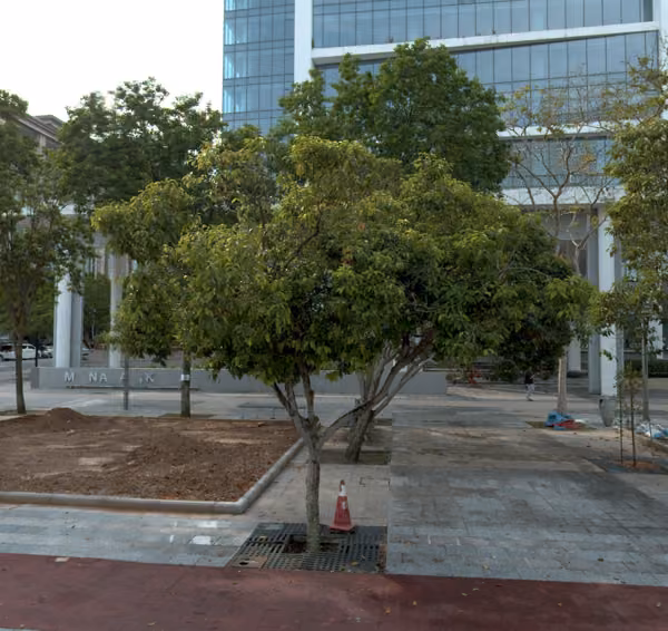 tree photo