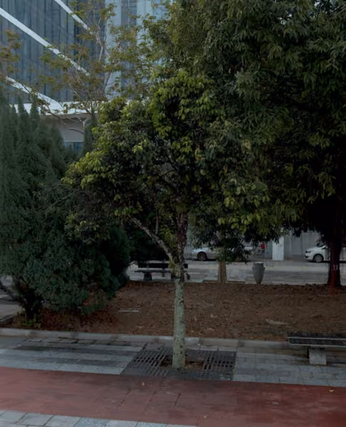 tree photo