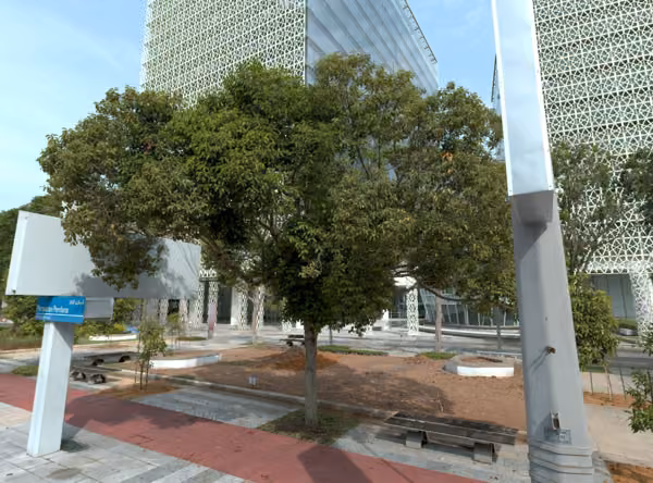 tree photo
